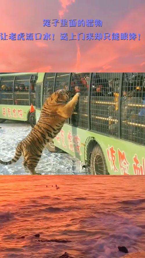 笼中猎物,揭秘动物囚禁背后的残酷真相