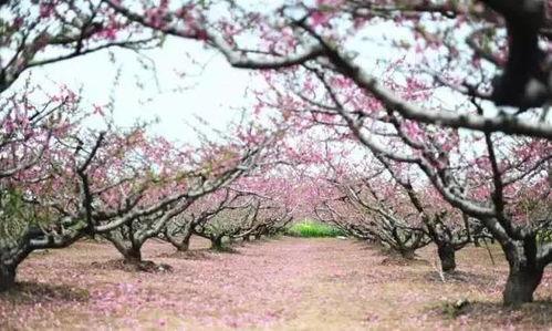 城南的花开了,你还走吗,城南花开,离别与否,心有所属