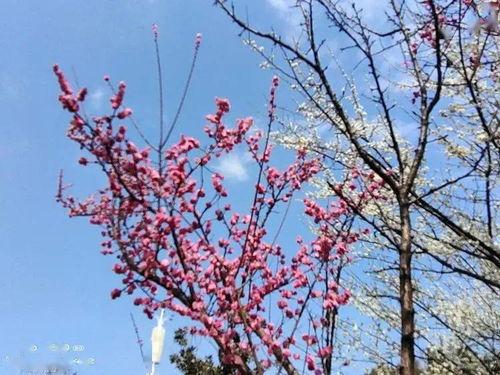 城南的花开了,你还走吗,城南花开,离别与否,心有所属
